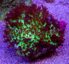 Load image into Gallery viewer, Green Fluffy Black Rhodacthis