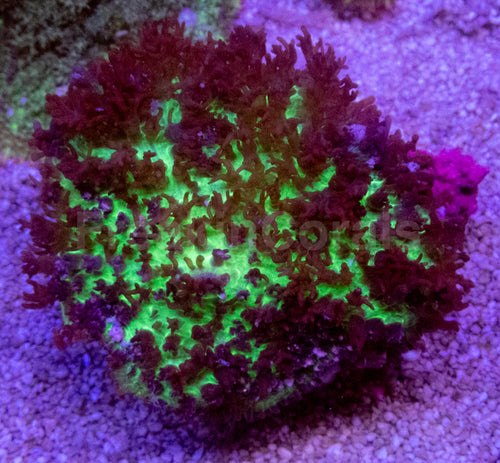 Green Fluffy Black Rhodacthis