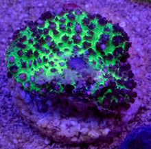 Load image into Gallery viewer, Green Fluffy Black Rhodacthis