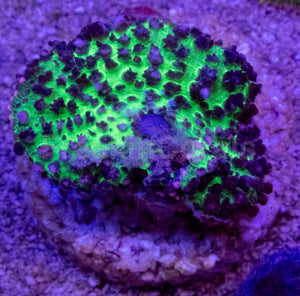 Green Fluffy Black Rhodacthis