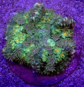 Green Fluffy Black Rhodacthis