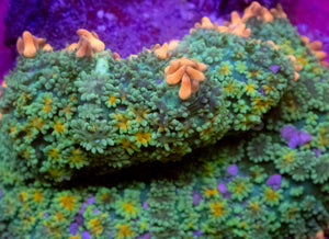 Pink Border Green Rhodacthis
