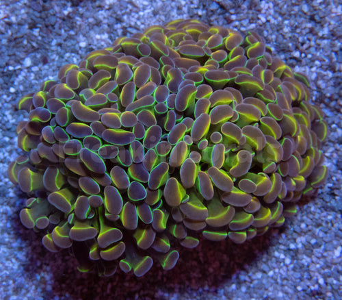 FK Hologram Paraancora Euphyllia (Signature Coral - Cut-to-order)