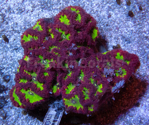 FK Green Goblin Blastomuss Wellsi (Collector Coral) LPS363