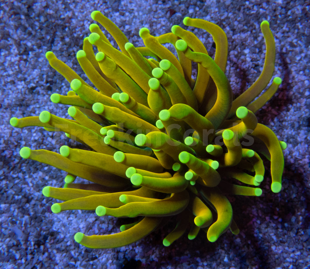 FK Banana Torch Euphyllia (Rare Pattern - One Head)