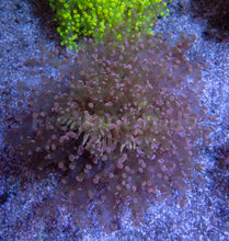 Carregar imagem no visualizador da galeria, FK Pink Tip Green Yaeayamensis Euphyllia (L Size - Ultra Colour)