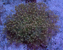 Carregar imagem no visualizador da galeria, FK Pink Tip Green Yaeayamensis Euphyllia (L Size - Ultra Colour)