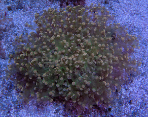 FK Pink Tip Green Yaeayamensis Euphyllia (L Size - Ultra Colour)