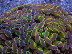 FK Hologram Paraancora Euphyllia (Signature Coral - Cut-to-order)