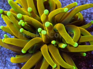 FK Banana Torch Euphyllia (Rare Pattern - One Head)