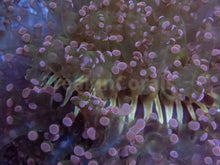 Carregar imagem no visualizador da galeria, FK Pink Tip Green Yaeayamensis Euphyllia (L Size - Ultra Colour)