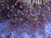 Carregar imagem no visualizador da galeria, FK Pink Tip Green Yaeayamensis Euphyllia (L Size - Ultra Colour)