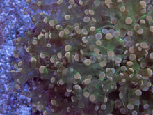 Carregar imagem no visualizador da galeria, FK Pink Tip Green Yaeayamensis Euphyllia (L Size - Ultra Colour)