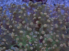 Carregar imagem no visualizador da galeria, FK Pink Tip Green Yaeayamensis Euphyllia (L Size - Ultra Colour)