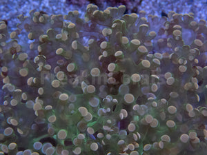 FK Pink Tip Green Yaeayamensis Euphyllia (L Size - Ultra Colour)