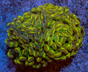 FK Hologram Paraancora Euphyllia (Signature Coral - Cut-to-order)