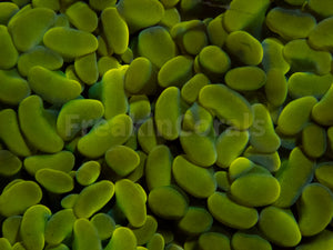 FK Gold Tip Paraancora Euphyllia (Cut-to-order)