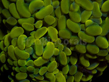 Carregar imagem no visualizador da galeria, FK Gold Tip Paraancora Euphyllia (Cut-to-order)