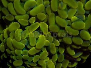 FK Gold Tip Paraancora Euphyllia (Cut-to-order)