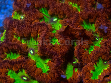 Carregar imagem no visualizador da galeria, FK Green Goblin Blastomuss Wellsi (Collector Coral) LPS363