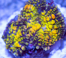 Load image into Gallery viewer, FK Bubble Trouble Rhodactis Mushroom (New Collector Mushroom - Nano Size Mushroom)