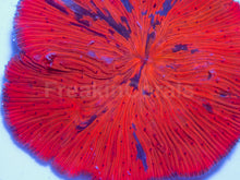 Load image into Gallery viewer, FK Black Stripes Orange Cycloseris