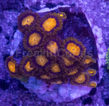 Load image into Gallery viewer, King Midas Zoanthus – Similar to Photo
