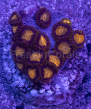 Load image into Gallery viewer, King Midas Zoanthus – Similar to Photo