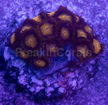 Load image into Gallery viewer, King Midas Zoanthus – Similar to Photo