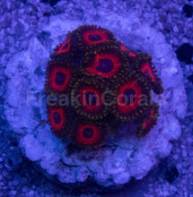 Carregar imagem no visualizador da galeria, Eagle Eye Zoanthus – Similar to Photo