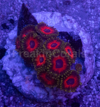 Carregar imagem no visualizador da galeria, Eagle Eye Zoanthus – Similar to Photo