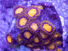 Load image into Gallery viewer, King Midas Zoanthus – Similar to Photo