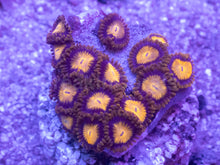 Load image into Gallery viewer, King Midas Zoanthus – Similar to Photo