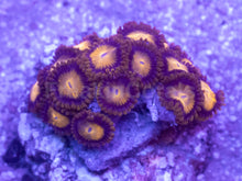Load image into Gallery viewer, King Midas Zoanthus – Similar to Photo