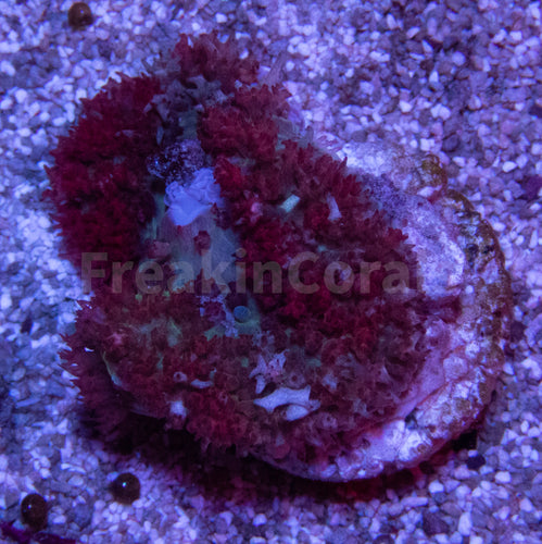 FK Super Red Discosoma sanctithomae