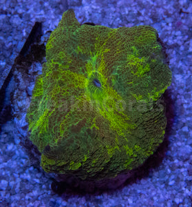 FK Discosoma Kryptonite (Collector Coral)