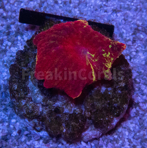 FK Discosoma Jawbreaker (Collector Coral)