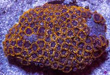 Load image into Gallery viewer, FK Bumbble Bee Zoanthus (New Color and Morph)