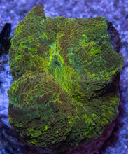 Carregar imagem no visualizador da galeria, FK Discosoma Kryptonite (Collector Coral)