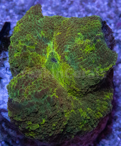 FK Discosoma Kryptonite (Collector Coral)