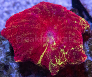 FK Discosoma Jawbreaker (Collector Coral)