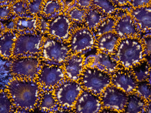 Load image into Gallery viewer, FK Bumbble Bee Zoanthus (New Color and Morph)