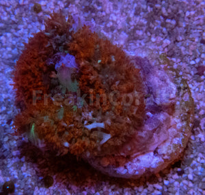 FK Super Red Discosoma sanctithomae