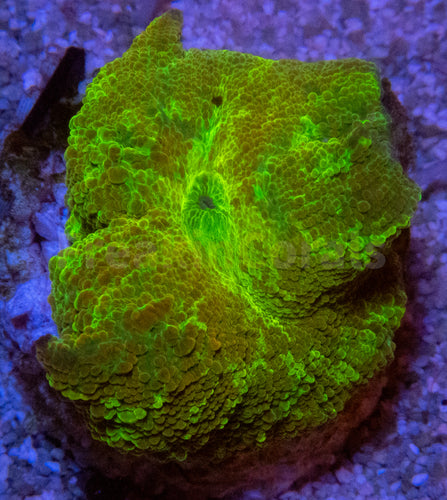 FK Discosoma Kryptonite (Collector Coral)