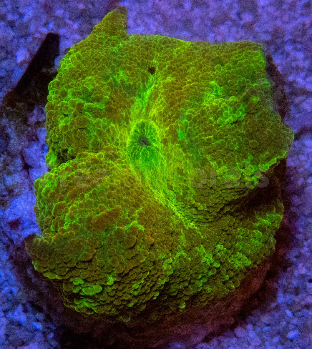 FK Discosoma Kryptonite (Collector Coral)