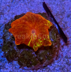 FK Discosoma Jawbreaker (Collector Coral)