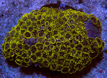 Load image into Gallery viewer, FK Bumbble Bee Zoanthus (New Color and Morph)