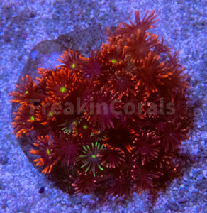 FK Goniopora Garden (3 or more different Goniopora Colonies) LPS608