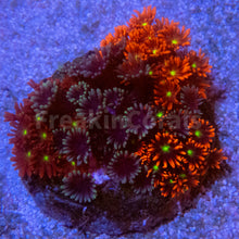 Carregar imagem no visualizador da galeria, FK Goniopora Garden (3 or more different Goniopora Colonies) LPS284