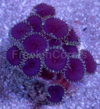 Load image into Gallery viewer, Purple Death Palythoa – Signature Purple Paly | Similar to Photo